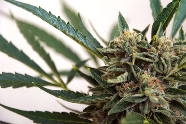 cannabis-industry-in-canada