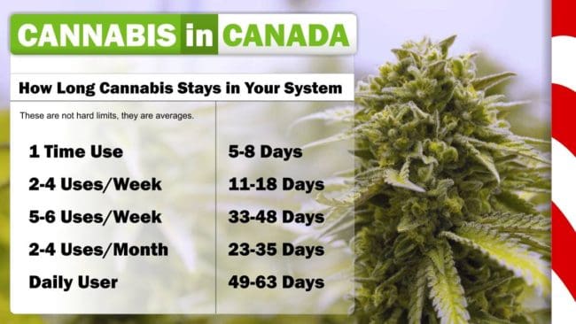 cannabis-thc-drug-test-how-long-does-it-stay-in-your-body-the