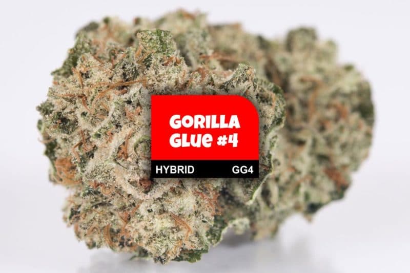 gorilla glue 4 strain thc