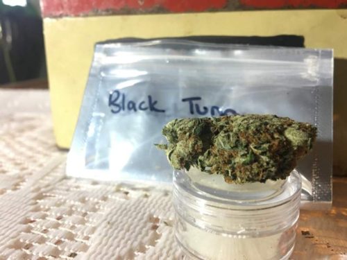 thehighclub-out-of-the-box-black-tuna-strain