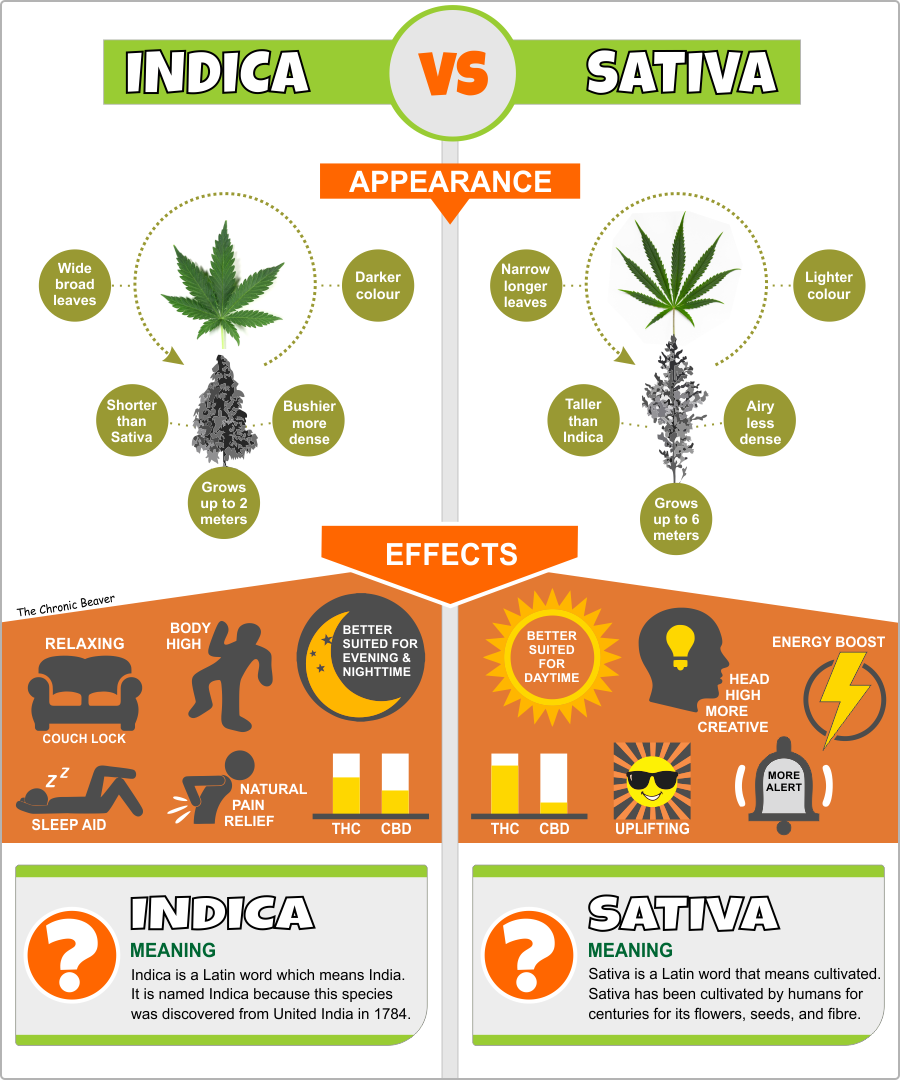 Indica VS Sativa Infographic