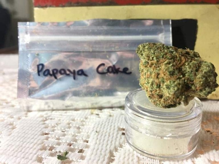 Papaya Cake Strain Review The High Club The Chronic Beaver