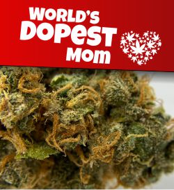 Best Canadian MOM Dispensary