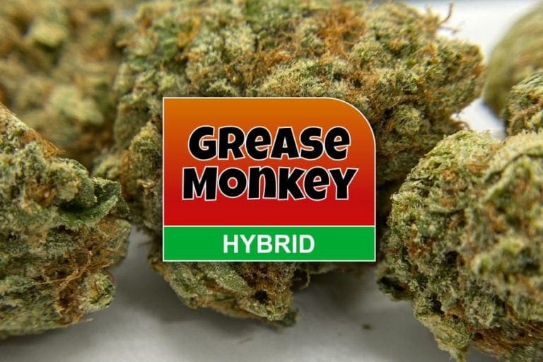 Grease Monkey Strain Review & Info - The Chronic Beaver