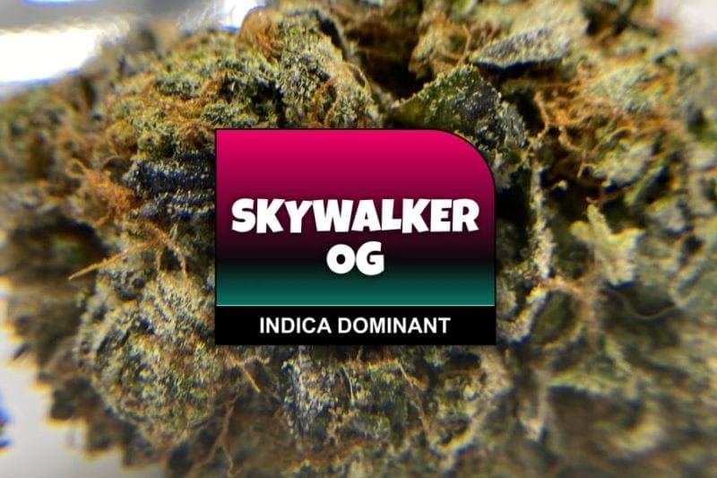 Skywalker OG Strain Review And Information - The Chronic Beaver