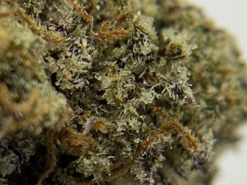 the-canna-society-black-diamond-strain-macro-trichomes