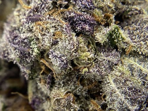 the-canna-society-purple-space-cookies-strain-macro