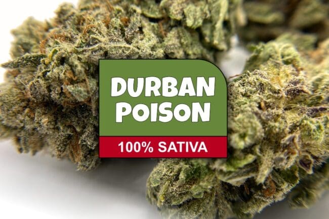 Durban Poison Strain Review & Information - The Chronic Beaver