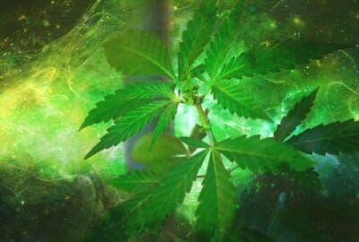 What Is Phenotype When It Comes To Cannabis?