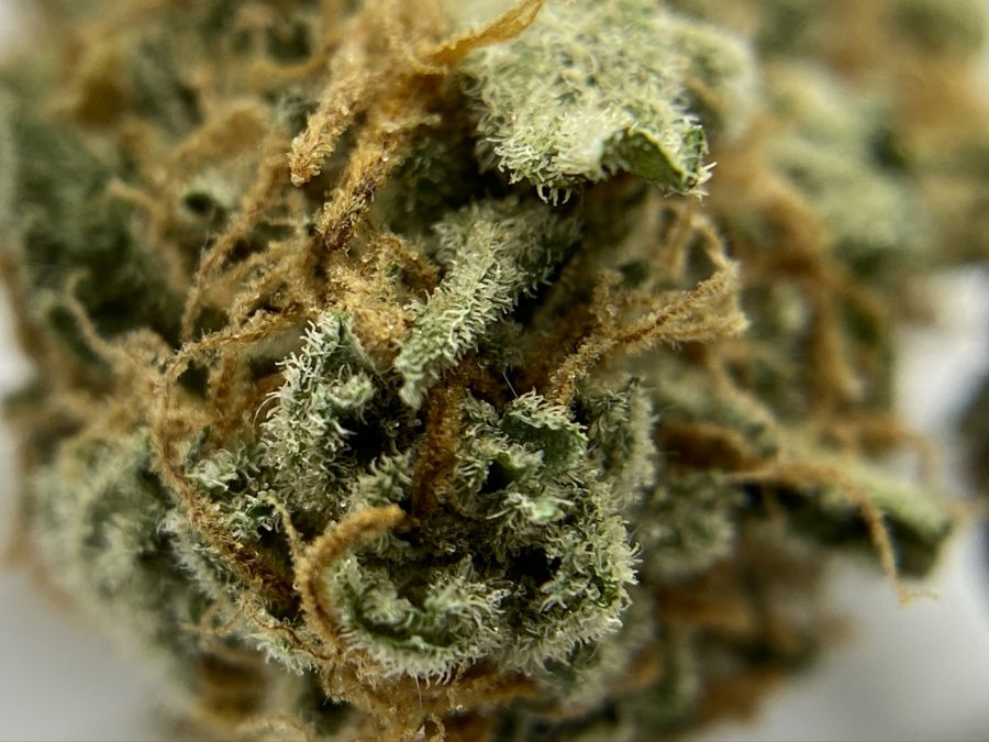 Low Price Bud Review: A Cannabis Lover’s Dream Low Price Bud Review: A Cannabis Lover’s Dream